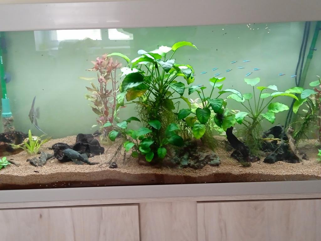 aquarium de Piwi de Piwi