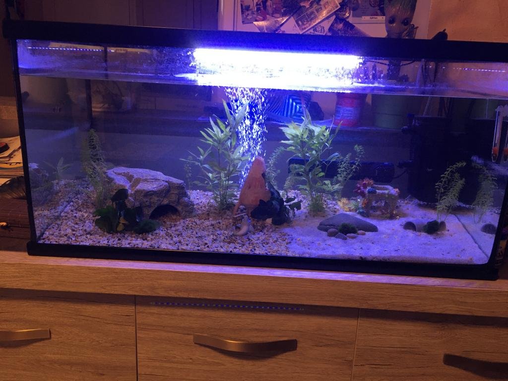 Aquarium novice de Membre inconnu
