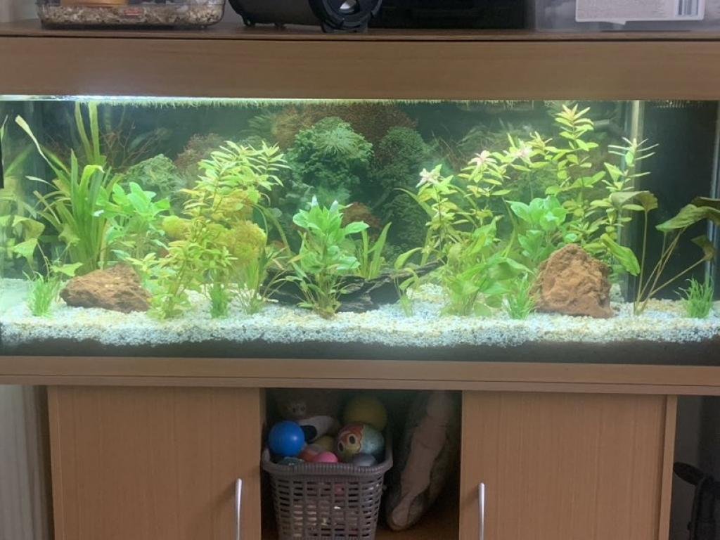 aqua juwel 240 de ludo59