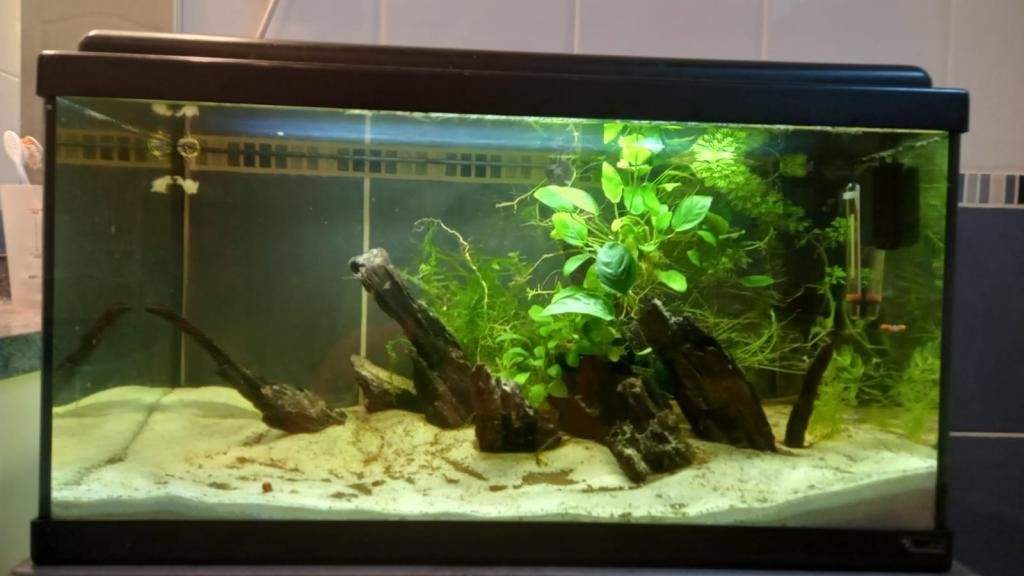 60 L spé corydoras de ppal31