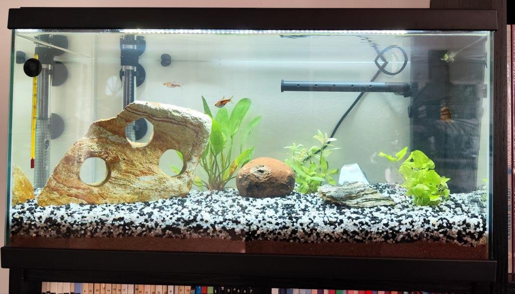Mon aquarium de CaroleB