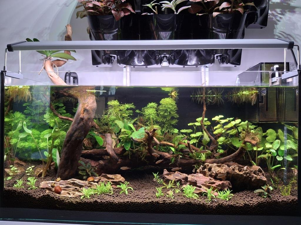 BAC PLANTE 50 L + AQUAPONIE de MrBigBlock