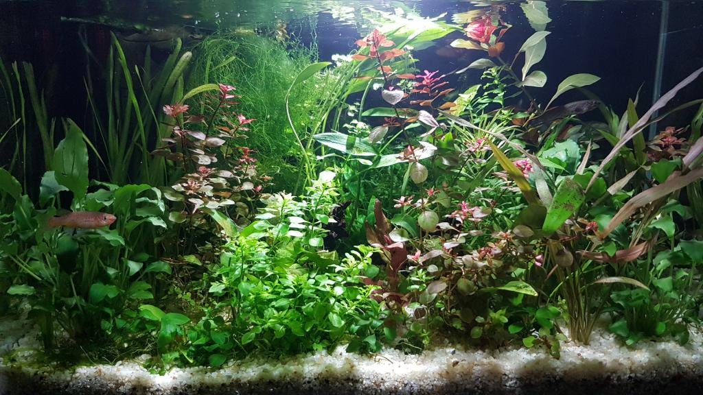 NANO KILLI de NEGUS69