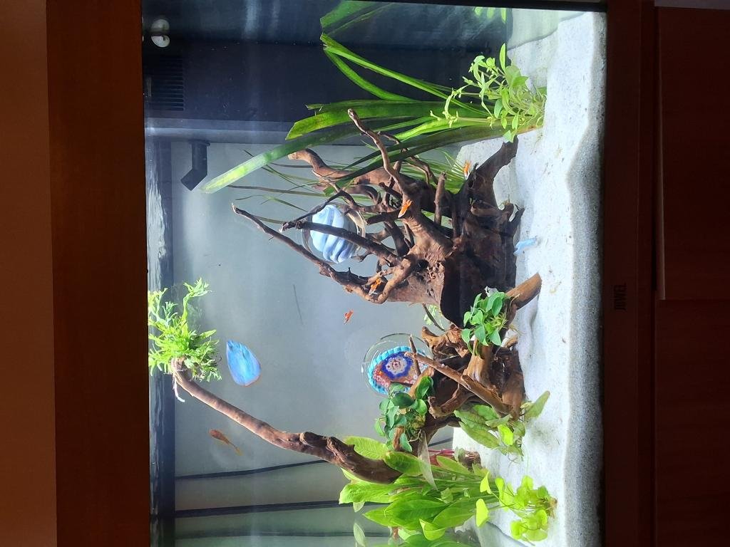 Bubulle 1er de Pierredebroux