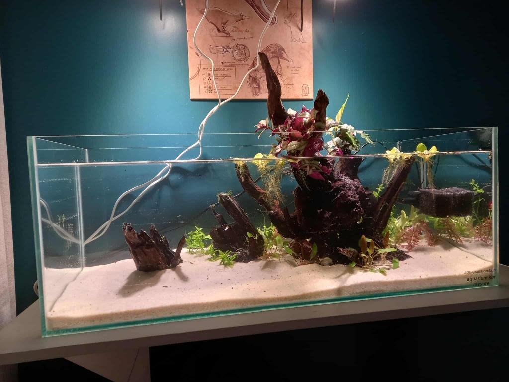 Tétraodons de ppal31