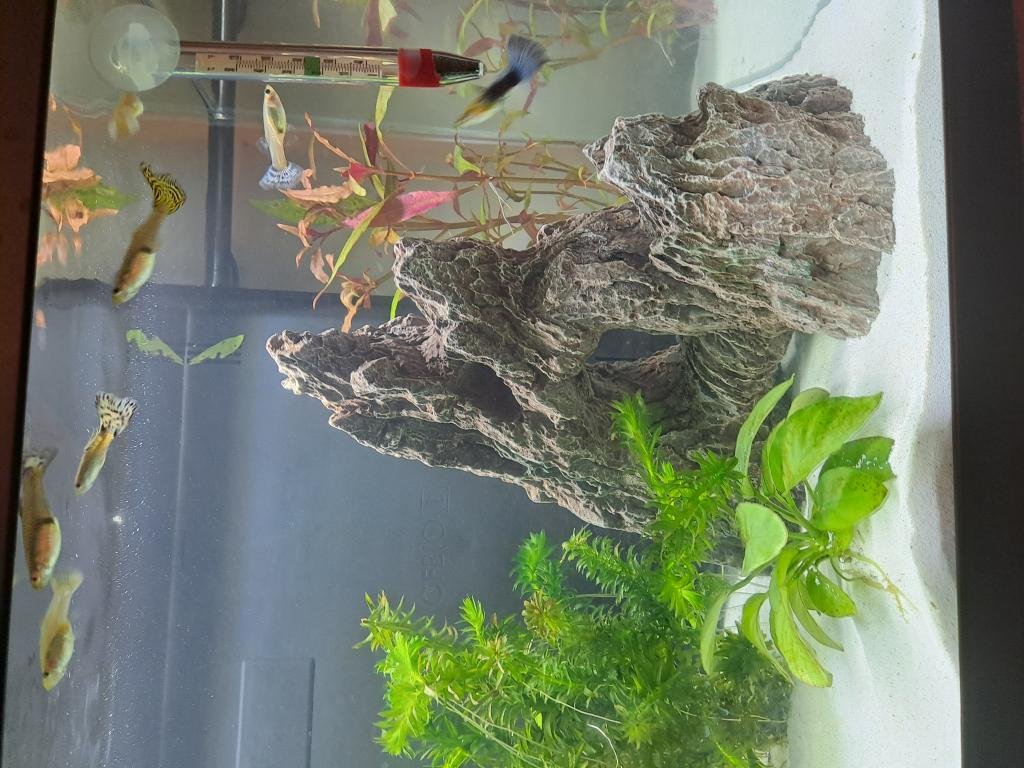 Aquarium 60l de SofyAya