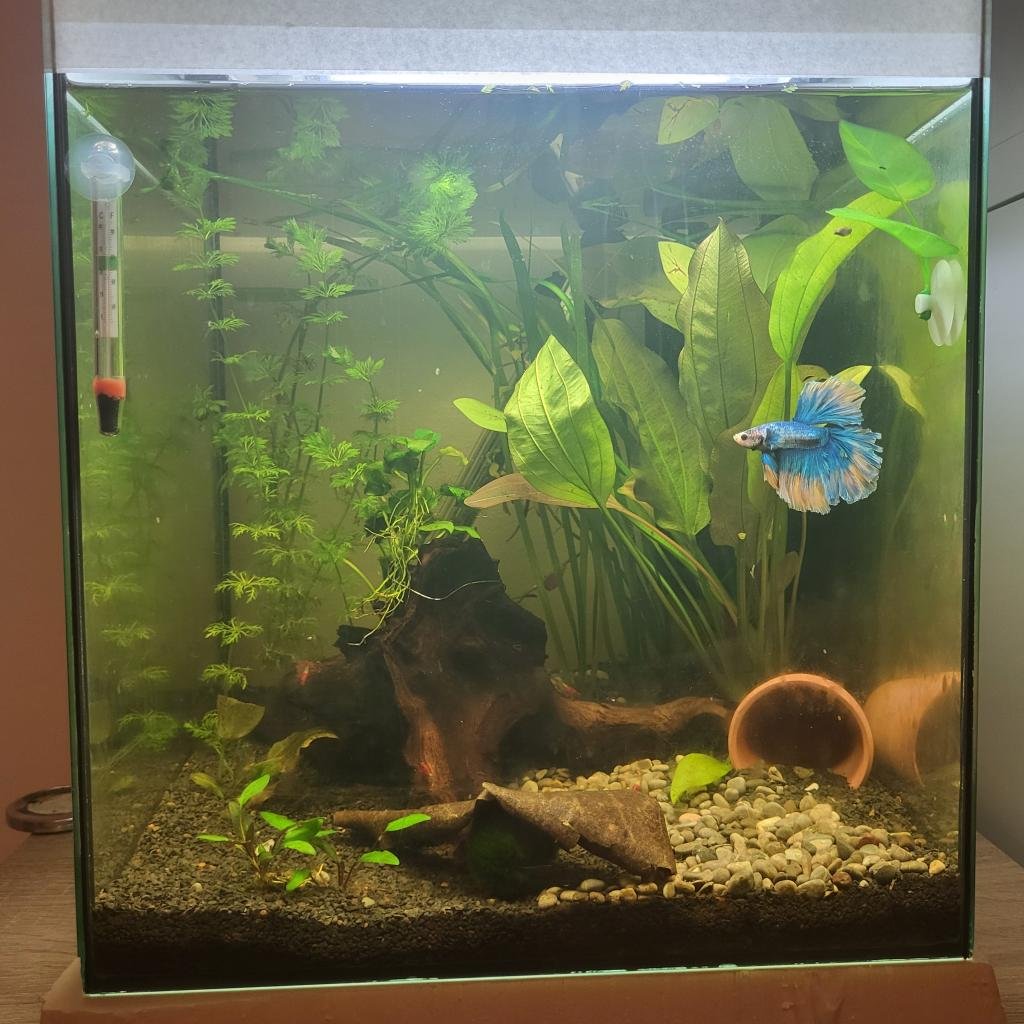 35l betta de Vevelbs