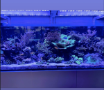 Photo aquarium de DavidBZH