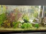 Photo aquarium de olive35