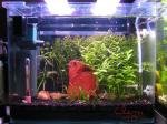 Photo aquarium de clem 10