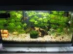 Photo aquarium de clem 10