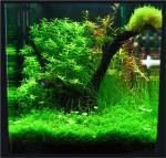 Photo aquarium de Nicolas