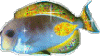 Avatar du membre