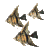 Avatar du membre