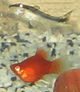 Avatar du membre