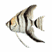 Avatar du membre