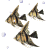 Avatar du membre
