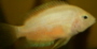 Avatar du membre