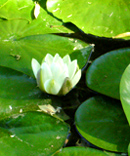 Avatar du membre
