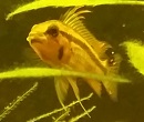 Avatar du membre