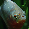 Avatar du membre