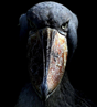 Avatar du membre