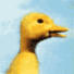 Avatar du membre