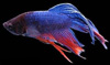Avatar du membre